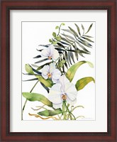 Framed Botanical Phalaenopsis