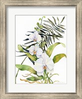 Framed Botanical Phalaenopsis