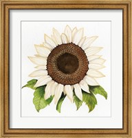 Framed Autumn Elegance White Sunflower