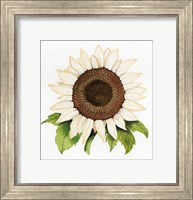 Framed Autumn Elegance White Sunflower