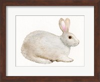 Framed Spring Bunny IV White