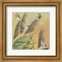 Framed Sparrows and Phragmates Sq