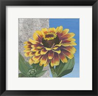 Framed Zinnia Spice and Silver
