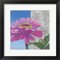 Framed Zinnia Pink and Silver