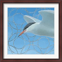 Framed Common Tern