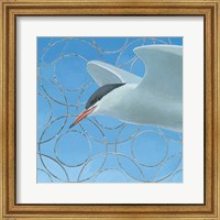 Framed Common Tern