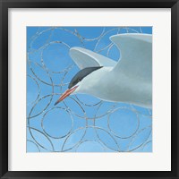 Framed Common Tern
