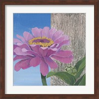 Framed Zinnia Pink