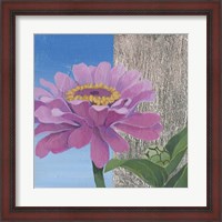 Framed Zinnia Pink