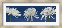 Framed Morning Chrysanthemums V Indigo