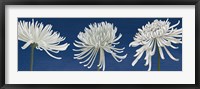 Framed Morning Chrysanthemums V Indigo
