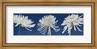 Framed Morning Chrysanthemums V Indigo