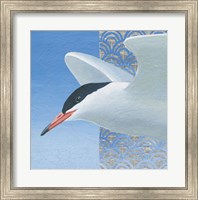 Framed Common Tern II