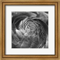 Framed Ranunculus Abstract II BW