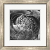 Framed Ranunculus Abstract II BW