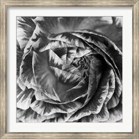 Framed Ranunculus Abstract IV BW