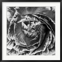 Framed Ranunculus Abstract IV BW