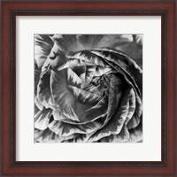 Framed 'Ranunculus Abstract IV BW' border=