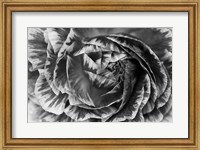 Framed Ranunculus Abstract VI BW