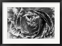 Framed Ranunculus Abstract VI BW