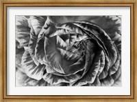 Framed Ranunculus Abstract VI BW