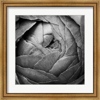 Framed Ranunculus Abstract III BW