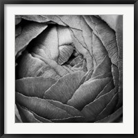 Framed Ranunculus Abstract III BW