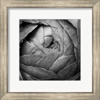 Framed 'Ranunculus Abstract III BW' border=