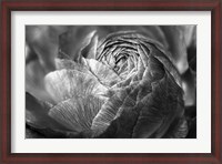 Framed Ranunculus Abstract V BW