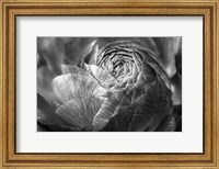 Framed Ranunculus Abstract V BW