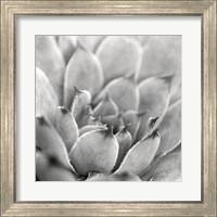 Framed 'Garden Succulent I' border=