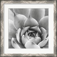 Framed 'Garden Succulent III' border=