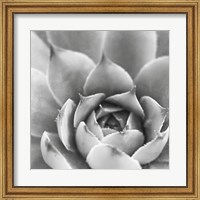 Framed Garden Succulent III