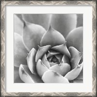 Framed Garden Succulent III