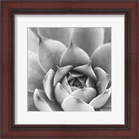 Framed Garden Succulent III