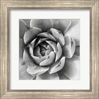 Framed Garden Succulent II