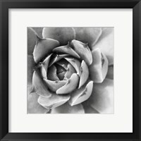 Framed 'Garden Succulent II' border=