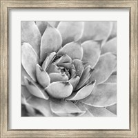 Framed Garden Succulent IV