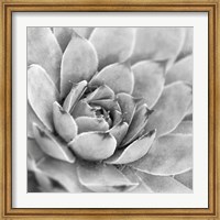 Framed Garden Succulent IV