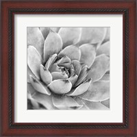 Framed Garden Succulent IV