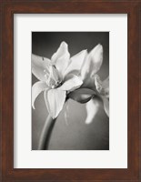 Framed White Amaryllis I