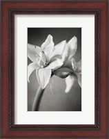 Framed White Amaryllis I