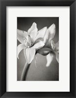 Framed White Amaryllis I