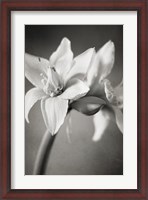 Framed White Amaryllis I