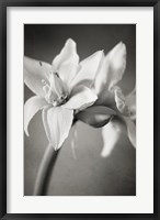 Framed White Amaryllis I