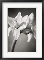 White Amaryllis I Framed Print