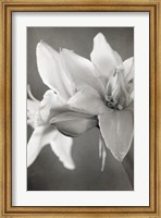 Framed White Amaryllis II