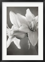 Framed White Amaryllis II