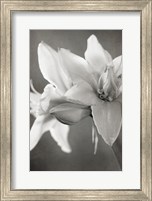 Framed White Amaryllis II