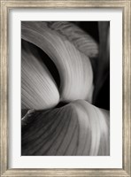 Framed Iris Abstract II